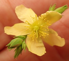 Hypericum lalandii