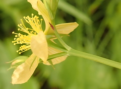 Hypericum lalandii