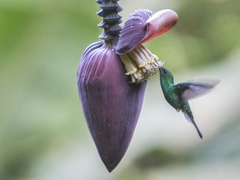 Chalybura buffonii