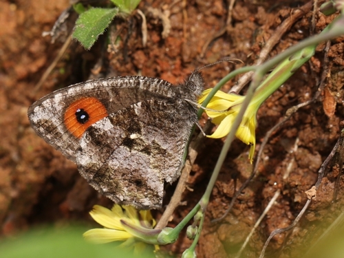 Strabena tamatavae