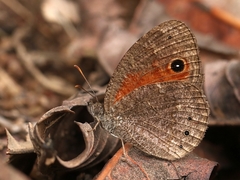 Heteropsis ankaratra