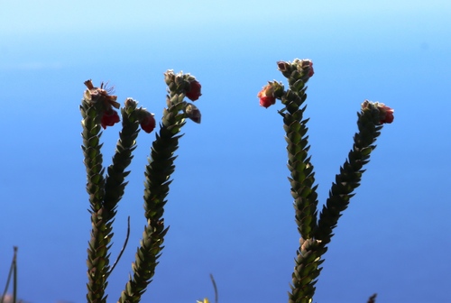 marsh rose (Orothamnus zeyheri)