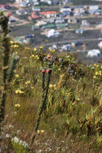 Orothamnus zeyheri, photograph 6