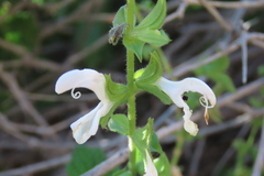 Garip Sage (Salvia garipensis)