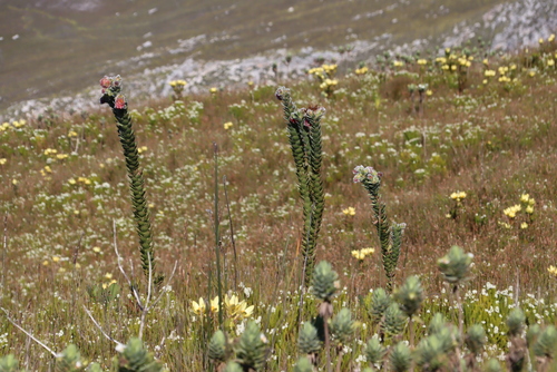 Orothamnus zeyheri, photograph 1