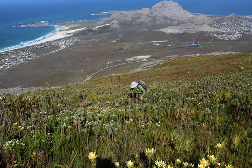 Orothamnus zeyheri, photograph 2