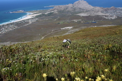 Orothamnus zeyheri, photograph (c) Tony Rebelo, some rights reserved (CC BY-SA)