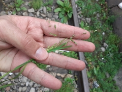 Poa annua
