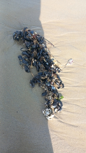 Mytilus galloprovincialis