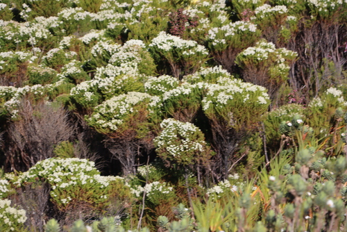 Berzelia dregeana (Berzelia dregeana)
