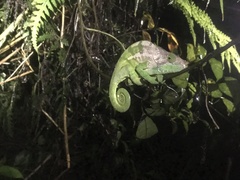 Calumma oshaughnessyi