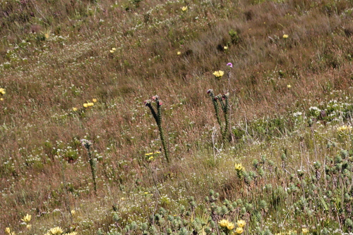 Orothamnus zeyheri, photograph 3