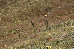 Orothamnus zeyheri, photograph (c) Tony Rebelo, some rights reserved (CC BY-SA)