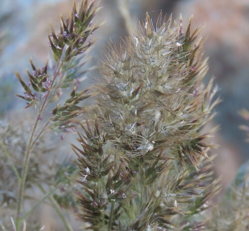 Rock Nine-Awned Grass (Enneapogon scaber)
