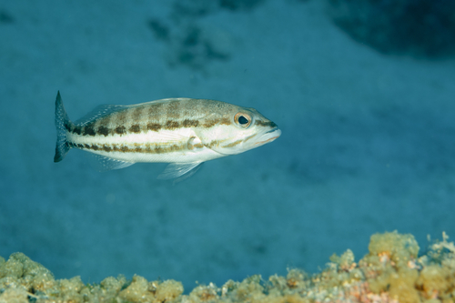 Serranus cabrilla
