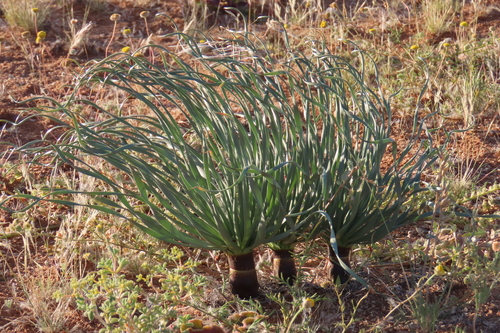 Namaqua Kukumakranka (Gethyllis namaquensis)