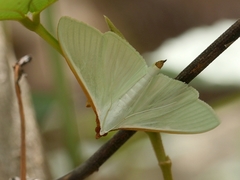 Stemorrhages sericea