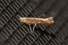 Cameraria quercivorella