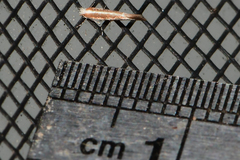 Cameraria quercivorella