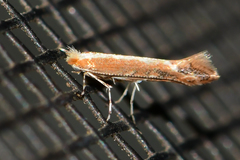Cameraria quercivorella