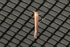 Cameraria quercivorella