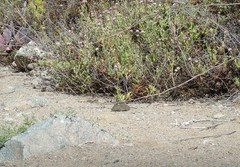 Abrothrix olivacea