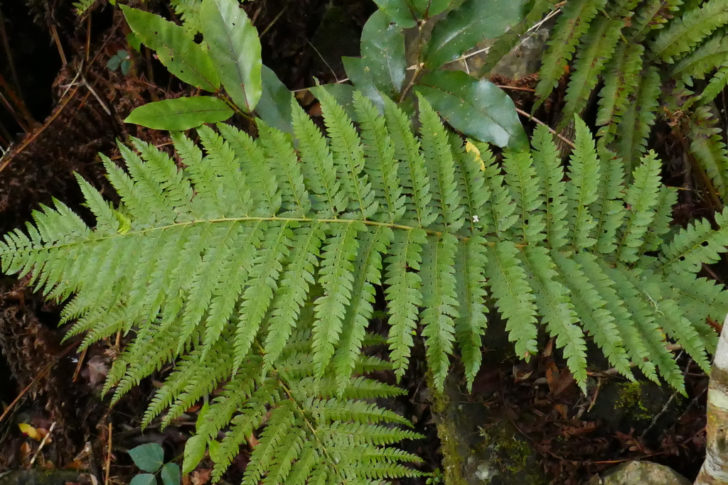 Polystichum ammifolium