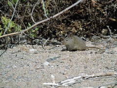 Abrothrix olivacea