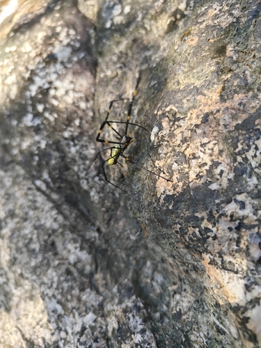 Joro Spider