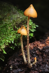 Psilocybe yungensis