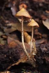 Psilocybe yungensis