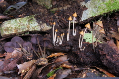Psilocybe yungensis