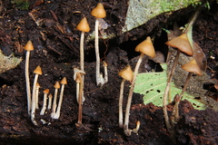 Psilocybe yungensis