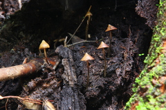Psilocybe yungensis