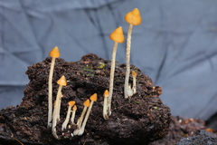 Psilocybe yungensis
