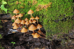 Psilocybe yungensis