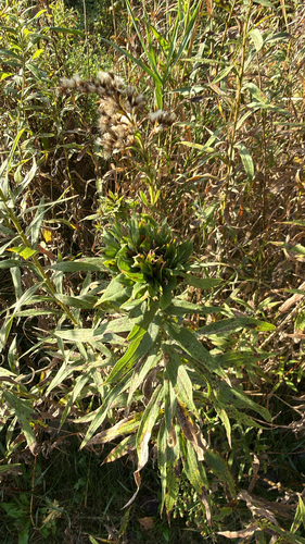 Unknown species found near Eagan, MN, US