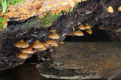 Psilocybe yungensis