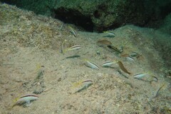 Ornate wrasse