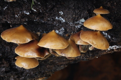 Psilocybe yungensis