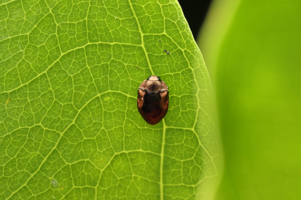Leiopleura melichari