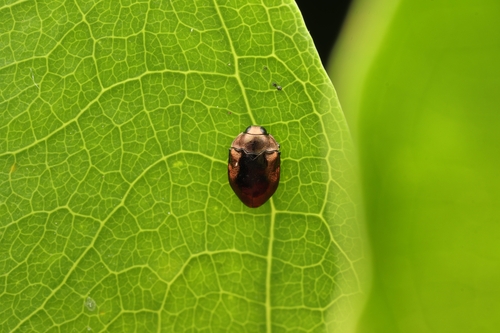 Leiopleura melichari