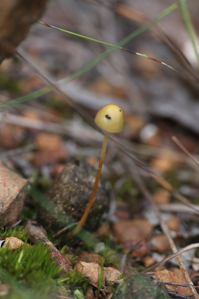 Protostropharia semiglobata · October 2025 · photo: © hugo_innes (iNaturalist, cc-by)