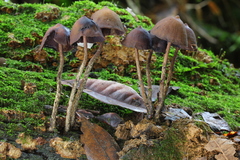Psilocybe yungensis
