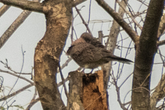 Streptopelia chinensis