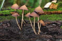Psilocybe yungensis