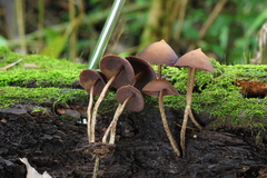 Psilocybe yungensis