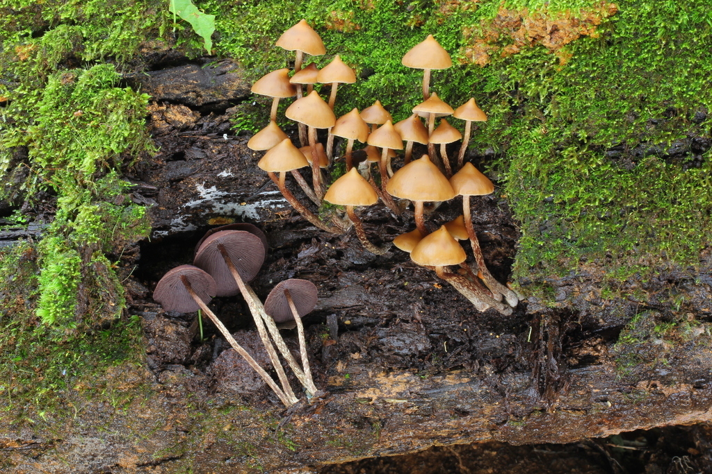 Psilocybe yungensis ( Magic Mushrooms And Psychedelic Fungi) · iNaturalist