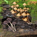 Psilocybe yungensis - Photo (c) Alan Rockefeller, some rights reserved (CC BY), uploaded by Alan Rockefeller