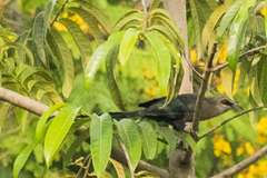 Phaenicophaeus tristis